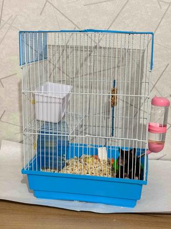 Срочно продам хомяка