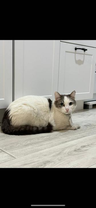 Пропал кот