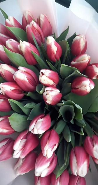 Тюльпан цветы розы