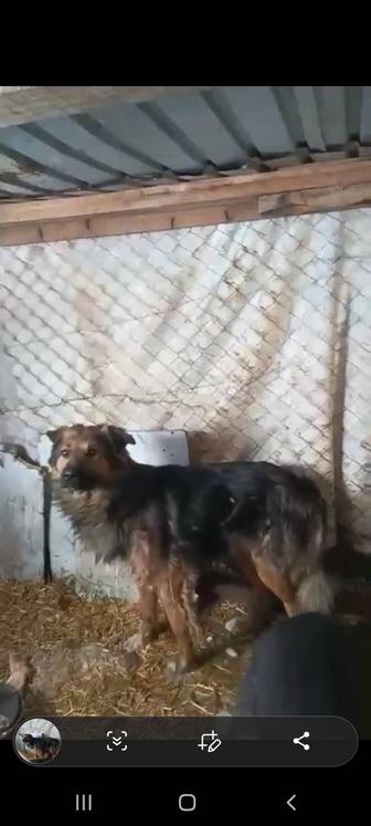 Красивые здоровые собаки в опасности