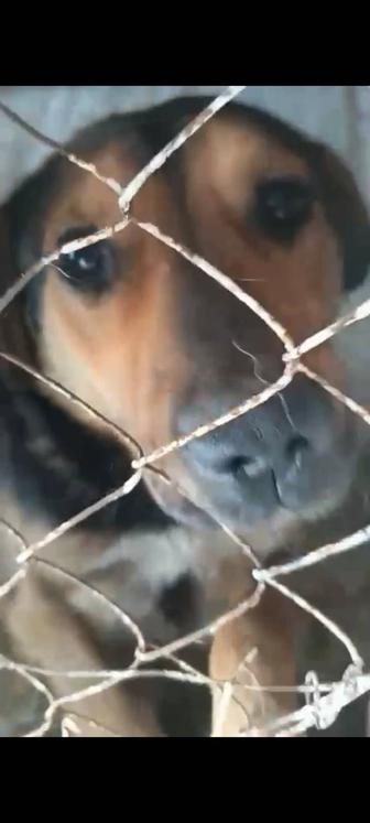 Красивые здоровые собаки в опасности