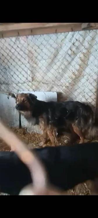 Красивые здоровые собаки в опасности