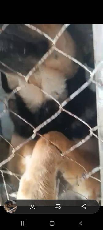 Красивые здоровые собаки в опасности