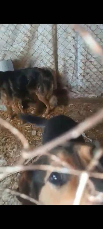 Красивые здоровые собаки в опасности