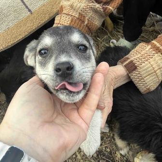 Щенок девочка