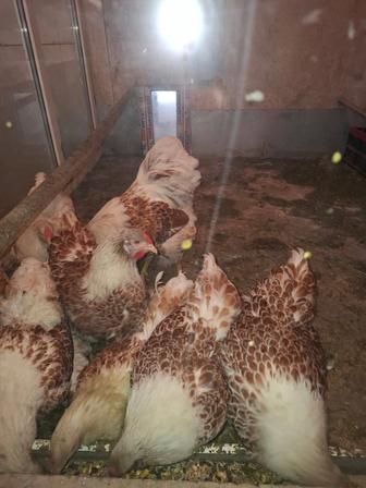 Цыплята и инкубационные яйца виандотов