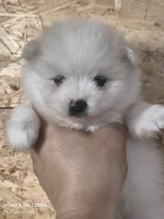 Продам щенков шпица