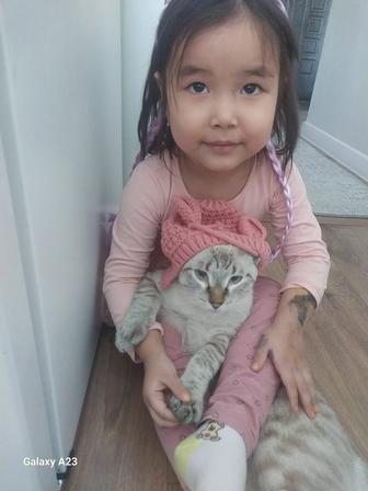 Отдам кота