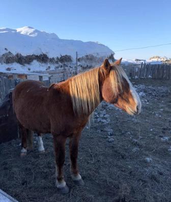 Продам Жеребец Айғыр