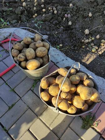 Картофель дачный