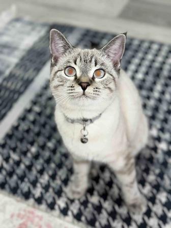 Отдаем кота в хорошие руки