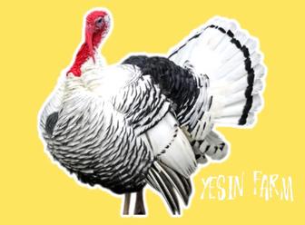 Инкубационные яйца северо кавказских индюков для сильного молодняка