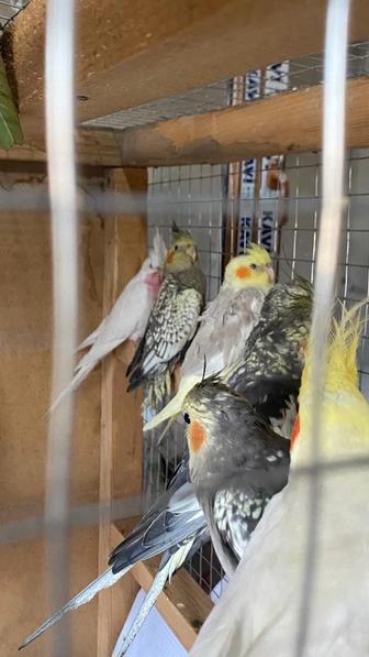 Попугай корелла