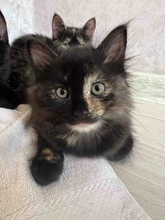 Прелестные котята ищут дом