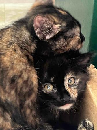 Прелестные котята ищут дом