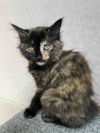 Прелестные котята ищут дом