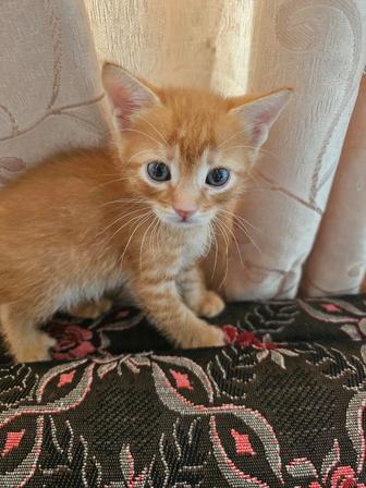 Отдам необычных котят в добрые руки