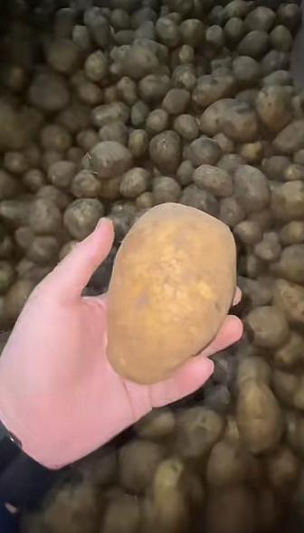 Картошка Павлодарский