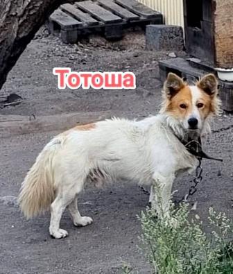 Собаки