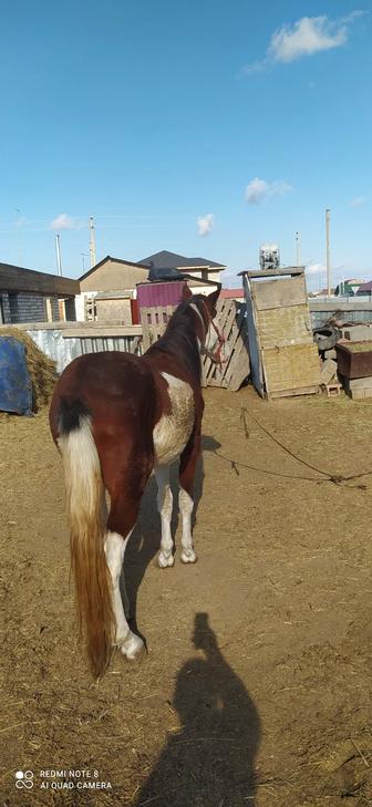 Продам Кунан