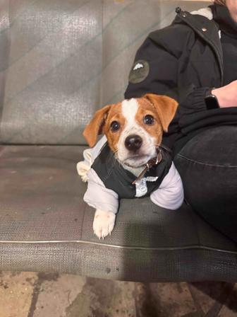 Щенок Джек Рассела