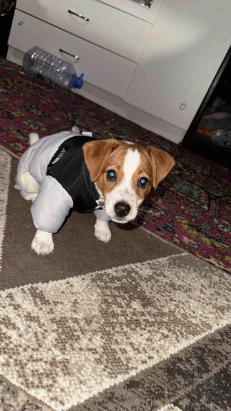 Щенок Джек Рассела