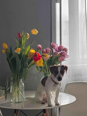 Щенок Джек Рассела