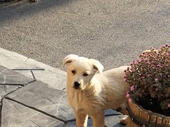 Щенки в добрые руки