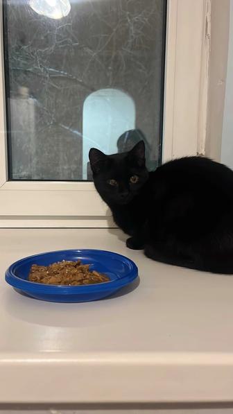 Отдам котенка месяцев 4 в добрые руки