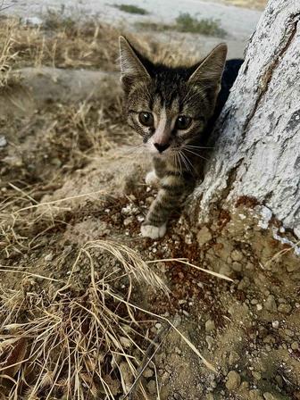 Кошка