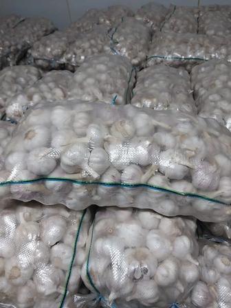 Продам чеснок оптом