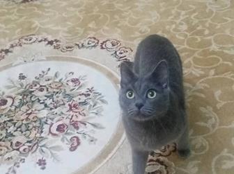 Отдам в добрые руки котят.