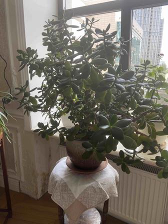 Комнатные цветы для дома и офиса