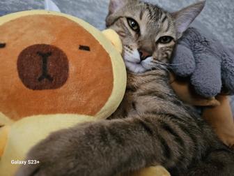 Бенгальский кот, 9 месяцев не кастрирован