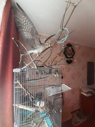 Птицы