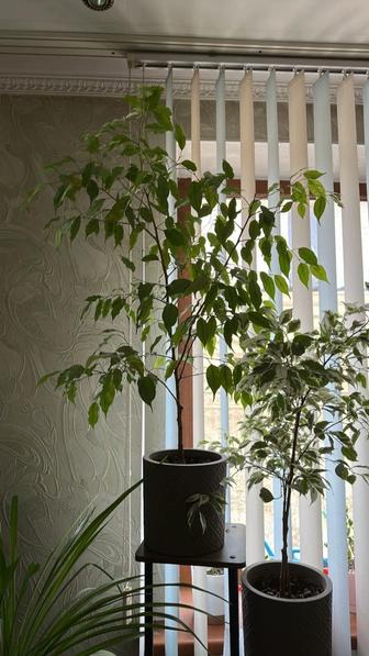 Фикус Бенджамина