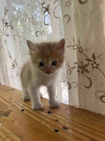 отдам котят