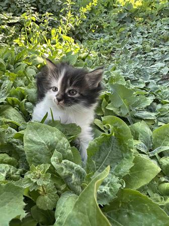Котята