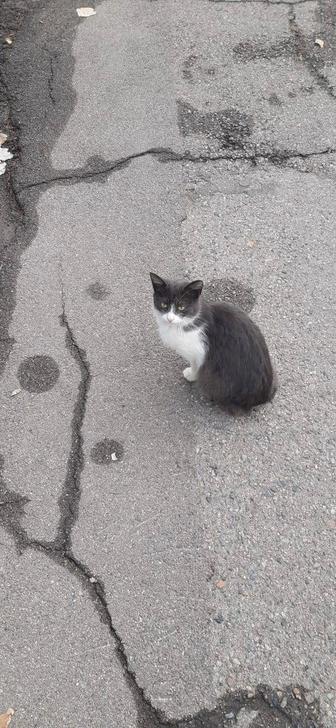 Кошечку в добрые руки!