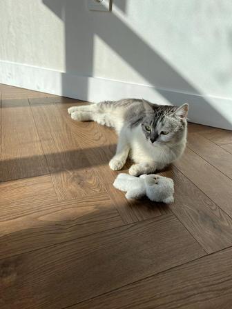 Кошка Луна стерилизованная