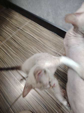 Продам котенка донской сфинкс