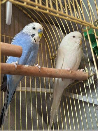 Волнистый попугай