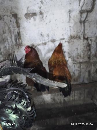 Продаю петухов разные породы