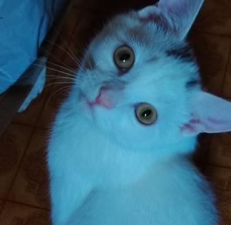 корнишь чисто белый мальчик