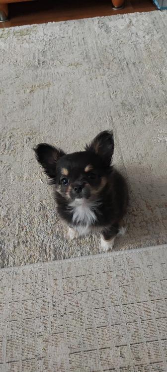 Продаю Чихуахуа