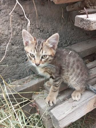 Отдам котенка мальчика от дачной кошки крысоловки