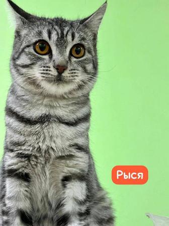 Кошка