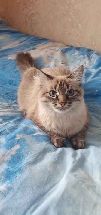 Кошки отдам