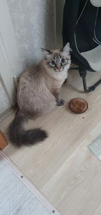 Кошки отдам