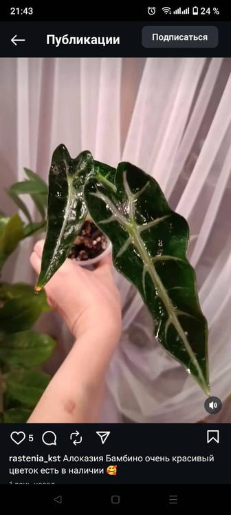 Продам комнатные цветы